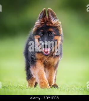 Cute purebred German Shepherd puppy outdoors on spring grass, healthy and playful. Stock Photo
