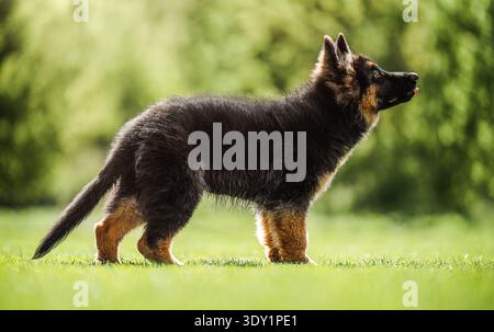 Adorable German Shepherd puppy standing on fresh green grass in soft natural light. Stock Photo