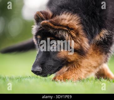 Luxury German Shepherd puppy portrait on green lawn, sunny day, natural background. Stock Photo