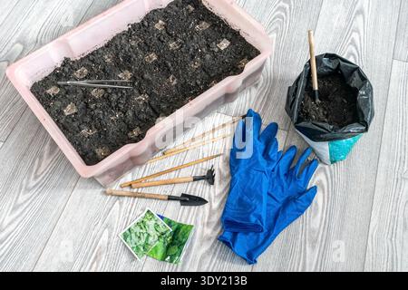 Home gardening process of planting seeds in a plastic container with soil. Top view of gardener tools, blue gloves and seed packets on wooden floor Stock Photo