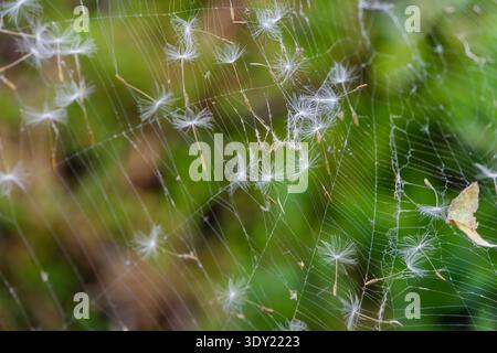 Fluffy Dandelion Seeds Caught on a Fragile Spider Web in the Garden Stock Photo