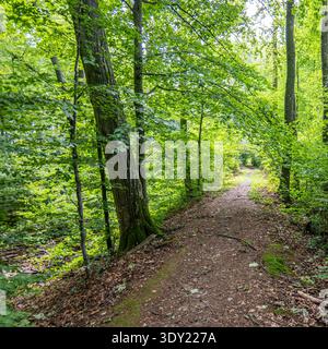 A tranquil dirt path winds through a dense summer forest filled with vibrant green foliage and tall deciduous trees under soft natural light. Stock Photo