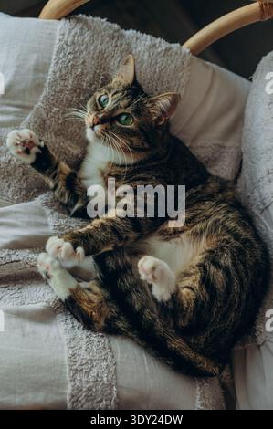 A tabby cat lying on the chair Stock Photo