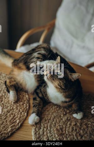 A tabby cat lies on the table and scratches its ear Stock Photo