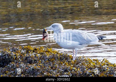 Immature herring gull, Larus argentatus, seagull with limpet in beakGreat Cambrae, Scotland, UK Stock Photo