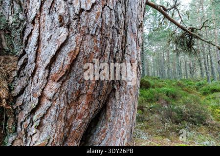 Bark of old growth Scots Pine, Caledonian Forest, Dell Woods, Abernethy National Nature Reserve, RSPB, Scotland, UK Stock Photo
