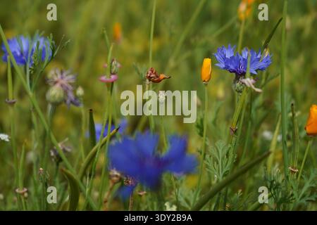 Blue cornflowers and bright orange poppies blooming in a wildflower meadow with soft green stems and leaves. Stock Photo