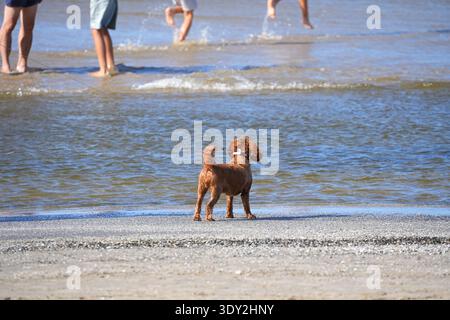 A golden cocker spaniel puppy stands on the seashore and looks at frolicking people. High quality photo Stock Photo