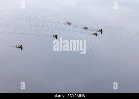 Group of mallard ducks glide across calm, reflective water leaving gentle ripples behind, creating a peaceful, minimalist wildlife scene perfect for n Stock Photo
