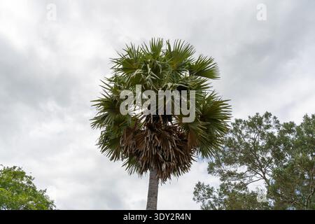 Tall Palmyra Palm Tree Against a Cloudy Sky Sri lanka Stock Photo