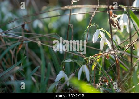 Close-up of snowdrops in the grass with beautiful morning sunlight creating a warm, hazy atmosphere. Stock Photo