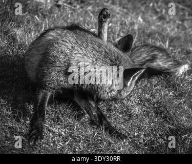 Black and white image of an urban red fox (Vulpes vulpes) preening itself in a suburban garden in London, UK. Stock Photo
