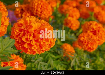 Close-up Orange Tagetes erecta, known as African marigold or big marigold on a blurred background of green leaves. Stock Photo
