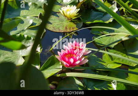White and Pink water lilies in the pond background with copy space. Two Pink Nymphaea lotus and one white Nymphaea alba water lily flowers on a green Stock Photo