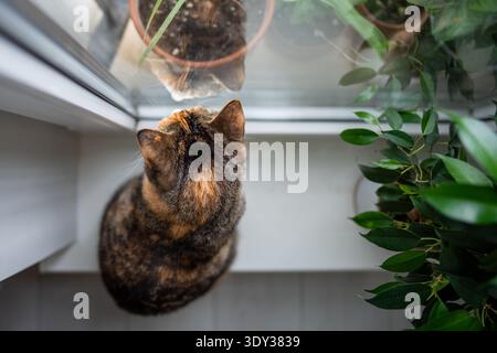 Curious calico cat sitting on windowsill at home, looking at potted plants outside, top view Stock Photo