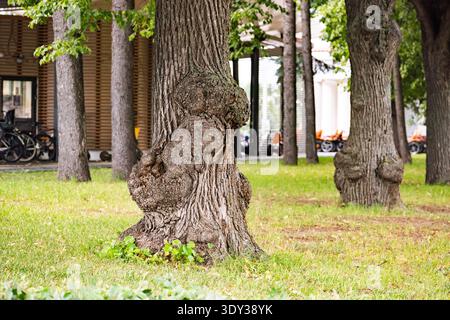 Urban park tree with textured gnarled bark growing in green grass Stock Photo