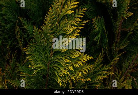 Close-up of Golden Thuja occidentalis Yellow Ribbon shrub leaves, natural golden leafy background or texture. Stock Photo