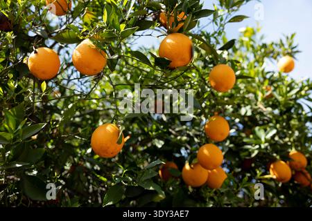 Ripening oranges on a tree Stock Photo