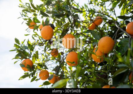 Ripening oranges on a tree Stock Photo