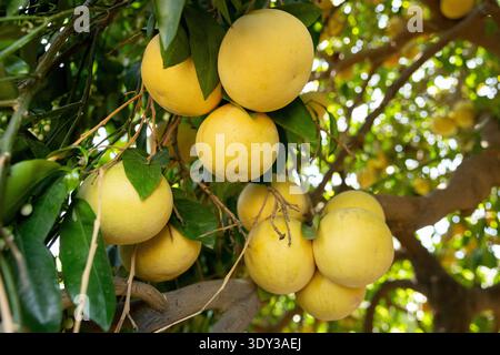 A cluster of ripening yellow grapefruit on a tree Stock Photo
