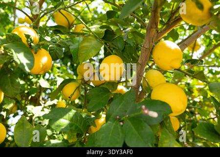 Ripening lemons on a tree Stock Photo