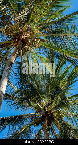 Two tropical palm trees photographed from below against the sky, creating a natural perspective view of tall palm trunks and green leaves. Photo taken Stock Photo