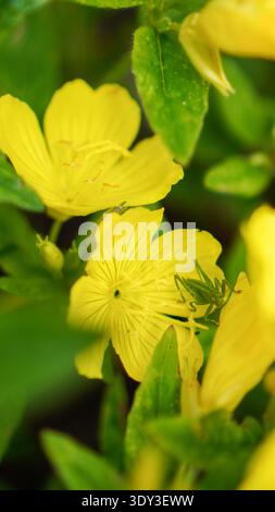 A green grasshopper sitting among bright yellow flowers in a natural garden setting. Photo taken on January 10, 2026. Stock Photo