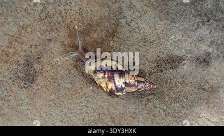 Top-down view of a snail crawling on a concrete surface, showing its spiral shell and textured body. Photo taken on January 10, 2026. Stock Photo