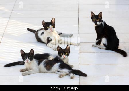 A clowder of kittens inside the courtyard of the Al Tayebat International City Museum in Jeddah, Saudi Arabia Stock Photo