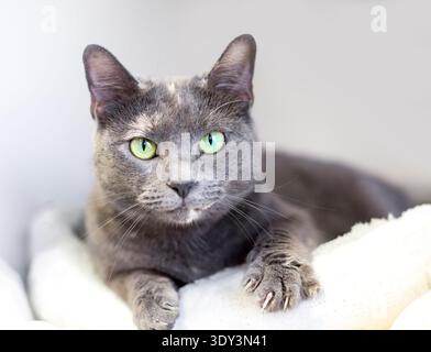 A Dilute Tortoiseshell shorthair cat lying on a bed, extending its claws as it kneads its paws Stock Photo