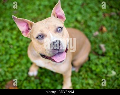 A fawn colored Pit Bull Terrier mixed breed dog looking up with a head tilt Stock Photo