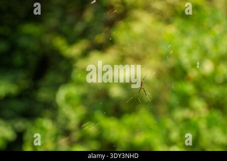 A small spider resting on its web with a softly blurred green forest background. Stock Photo