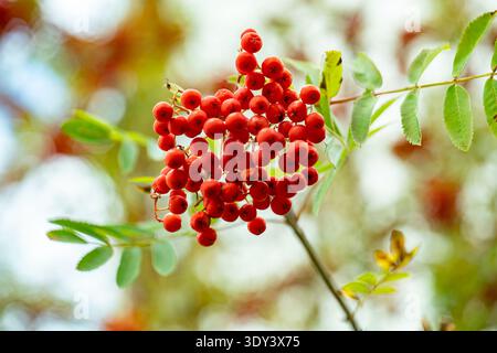 Rowan berries growing on a branch with green leaves during autumn season Stock Photo