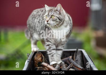 Tabby cat standing attentively on a wooden log pile outdoors, looking curious Stock Photo
