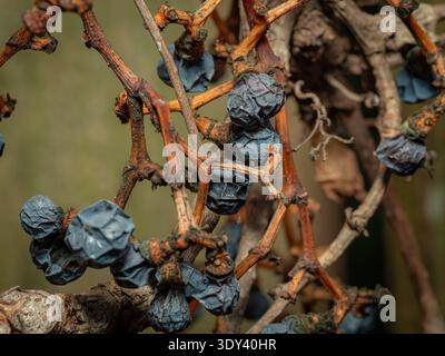 Shriveled grapes on old vines showing decay and the end of the growing season, illustrating crop loss and vineyard desiccation Stock Photo