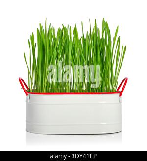 Green barley grass (microgreens)  in white metal pot isolated on white background Stock Photo
