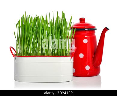 Green grass in white metal pot with retro style red watering can  isolated on white background Stock Photo