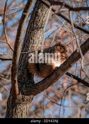Fox squirrel sitting on a tree branch eating a nut on a sunny winter day, showing natural wildlife behavior and seasonal texture Stock Photo