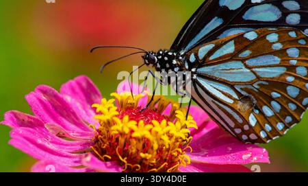 This extremely detailed macro photograph zooms in on the feeding behavior of a blue tiger butterfly (Tirumala limniace) on a bright pink zinnia. The i Stock Photo