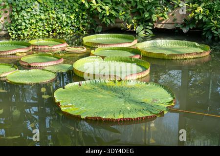 The leaves of the Victoria cruziana (Santa Cruz water lily) floating in a garden pond. Guangzhou, China. Stock Photo