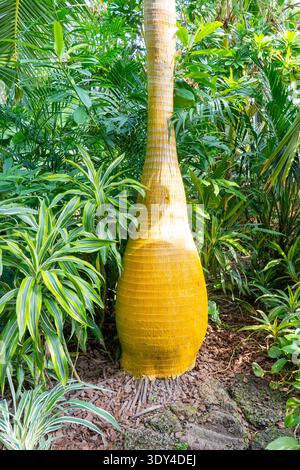 The trunk of Hyophorbe lagenicaulis (Bottle Palm) tree is shown. Guangzhou, China. Stock Photo