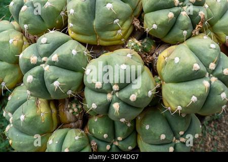 Close up of Gymnocalycium horstii (Spider Cactus). China Stock Photo