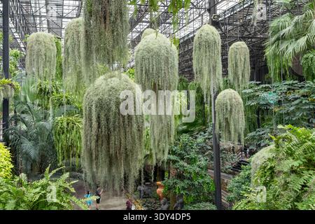 Large Spanish Moss baskets hanging from the ceiling of “Garden in the Sky” greenhouse in Nong Nooch Tropical Botanical Garden, Thailand. Stock Photo