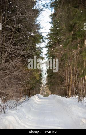 Snow-covered road passing through a dense coniferous forest in winter in Russia. Quiet winter landscape with tall pine and spruce trees. Stock Photo