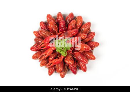 Cooked red crawfish with cilantro in a bowl, ready to eat as an appetizer Stock Photo