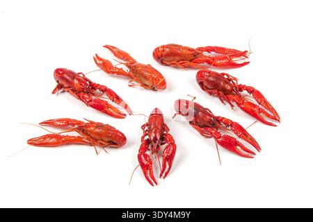 Cooked red crayfish arranged on a pure white background Stock Photo