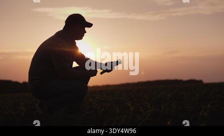 A farmer is working in the field at sunset. Studying plant shoots, using a tablet Stock Photo