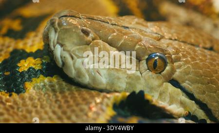 Close-up shot head of Asia's giant Reticulated Python Stock Photo