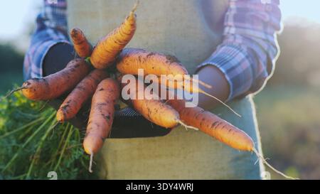 Farmer holding freshly harvested carrots with soil in hands during sunset, organic farming and fresh vegetable harvest concept. Stock Photo