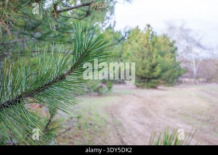 A close-up of a pine branch with green needles, set against a blurred background of pine trees and a dirt path in a natural landscape. Stock Photo